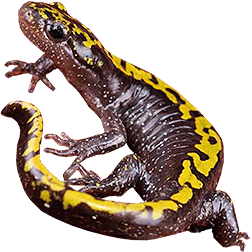 Long-toed Salamander